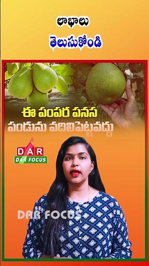 Pomelo Benefits: Boost Immunity & Heart Health | Latest updates | DAR FOCUS #darfocus