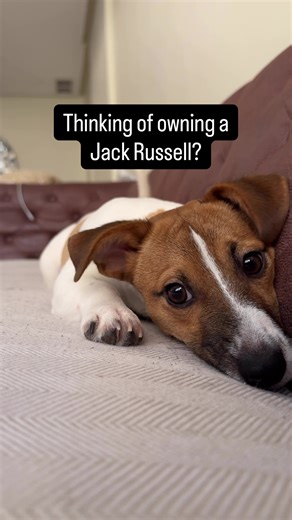The Joy of Jack Russell Terriers: Pure Angels Sent from God