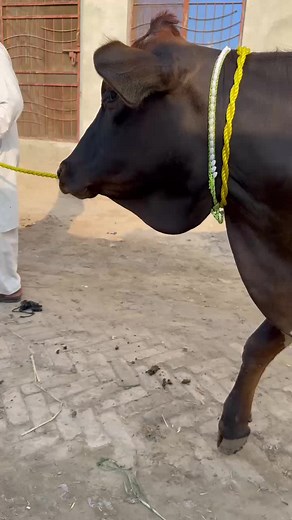 Dairy cow tv on TikTok