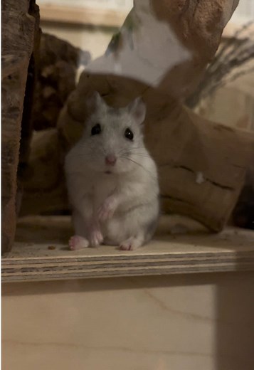 Understanding Dwarf Hamsters: Care and Needs