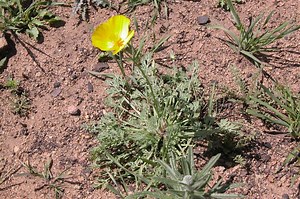 Eschscholzia caespitosa - Alchetron, the free social encyclopedia