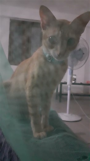 samble cats 💕🐈💕