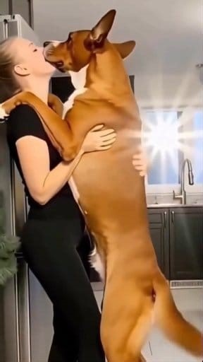 4.9K views · 33 reactions | Rottweiler maen asik aja  Aryasthaka M. Putrawan #videokocak #comedy #videolucu #komedi #videohumor | Maharyana Putrawan | Facebook