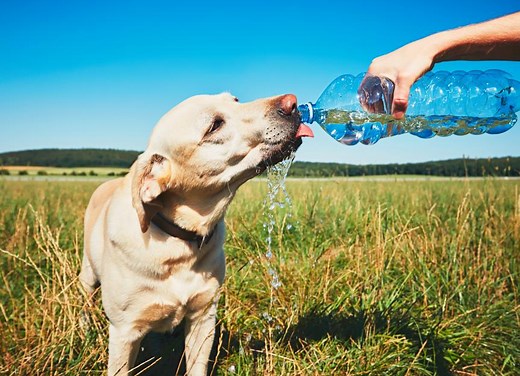 Heatstroke in Dogs: Signs, Treatment, and Prevention