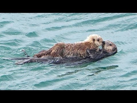 ラッコの親子 海でぷかぷか 釧路町