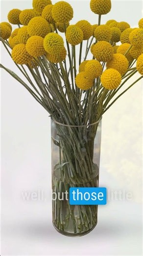 Meet the “Dr Seuss” Plant That’ll Make You Happy🟡😊Craspedia #gardeningtips #flowers #plants