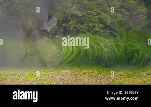 Vibrant green algae blooms floating in shallow Baltic Sea coastal waters near rocks. Ecological crisis, water pollution and climate change impact on marine ecosystem concept in bright daylight Stock Video Footage - Alamy
