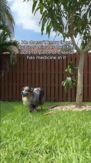 And in another 5 minutes, he'll forget about it. No piece of cheese is safe. #chewy #chewypharmacy