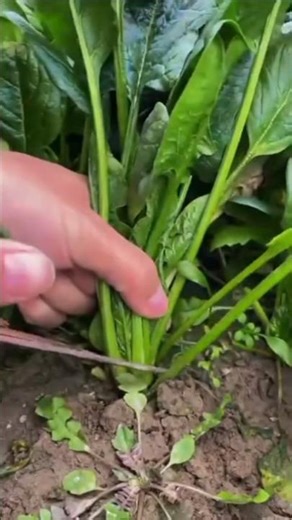 This is the best technique for vegetables harvesting for farmer village rural life #farming