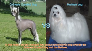 Chinese Crested Dog vs. Maltese: A Comparison of Two Beloved Breeds
