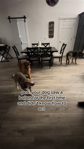 Puppy Sees a Balloon for the First Time