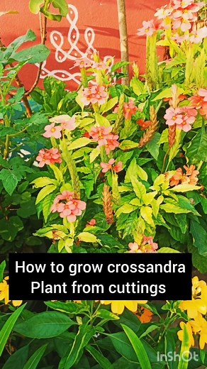 13K views · 58 reactions | How to grow crossandra plant from cuttings with update . . . . #crossandra #seasonalflowers #summerflowers #summerfloweringplants #gardeninglife #gardeningtips #gardeningismytherapy #homegardening #containergardening #naturelovers #plantsmakepeoplehappy #plantsagram #plantsofinstagram #plantslover #plantshelfie #_royal__garden_ #explorepage #exploremore #reelfeelit #reelsinstagram #instagramreels #viralreels | Kumari Sarath Putta | Facebook