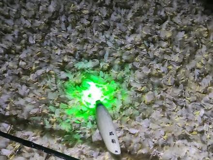 蜉蝣撼大树，电筒一亮，芭比Q了##现场实拍 #户外 #真实户外#蚍蜉撼树 #蚍蜉