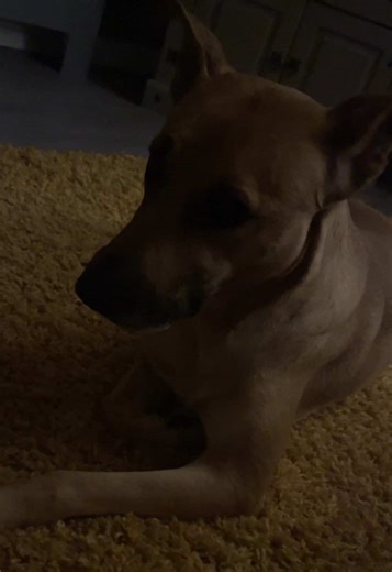 Deep In My Heart, I know there’s only you! #fyp #germanshepherdstaffy #🐶🐾 #deepinmyheartbritneyspears