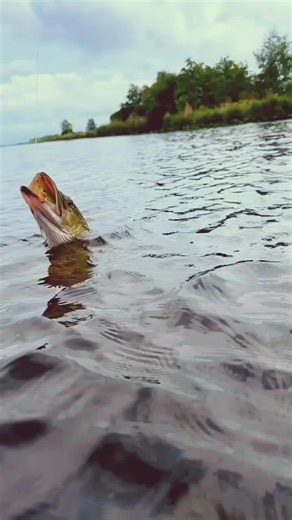 Catch Big Fish in Freshwater with Glass Techniques