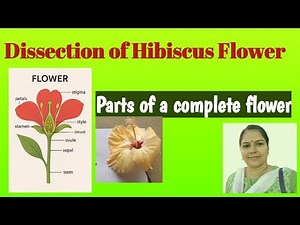 Dissection of hibiscus flower 🌺 parts of a complete🌹sexual reproduction in flowering plants class 12