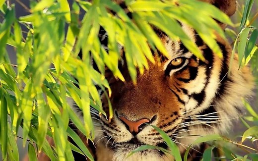 【Animal Sounds】老虎之音