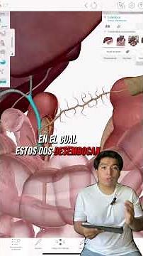 Anatomía de la vesícula biliar. Explicación sencilla