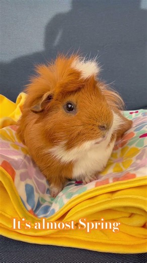 #cutestguineapigs #enjoying #outdoors #marym5477 #shorts #vibes