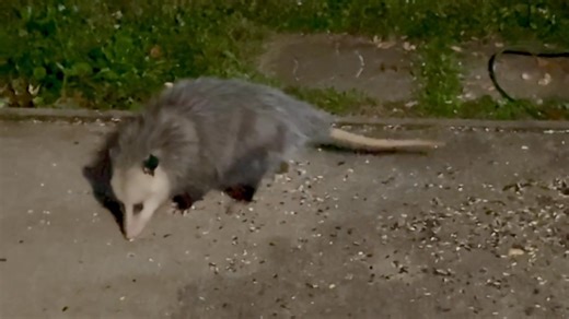 This guy came to clean up what the birds and squirrels didn’t finish earlier in the day. I love that face! | Ron Musgrave