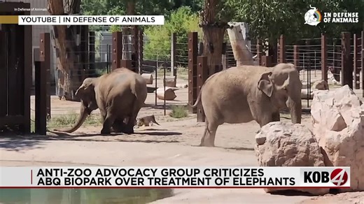 ABQ BioPark ranked among worst zoos for elephants by animal advocates