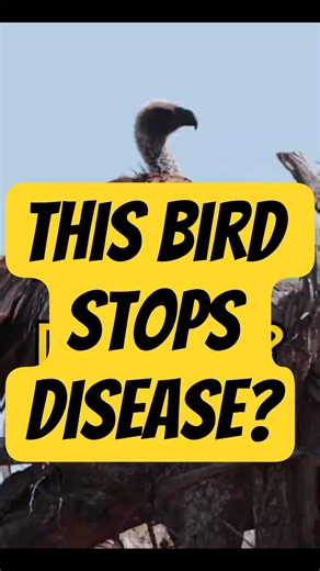 Why Vultures Are Nature’s Cleanup Crew #DidYouKnow #Facts #MindBlowingFacts #Vultures #AnimalFacts