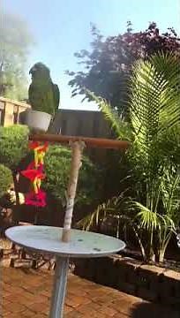 Yellow Naped Amazon Makesha