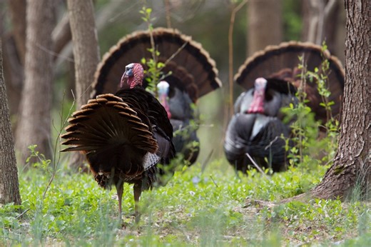 The 7 Turkey Hunting Mistakes That Everyone Makes at Least Once