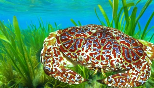 The fastest killers in nature ranked - poison that works in minutes