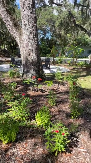 part 3 Phase 2 food forest install in Bradenton this week for our friends @boatersrepublic! 👊 #foodforest # | Petekanaris