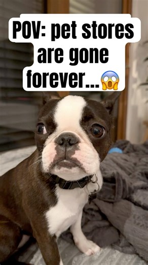 When pet stores disappear… I’m finished 💀 #puppy #pov #fyp #funnypets #funnyanimals
