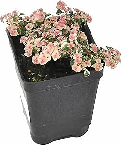 Pilea microphylla 'Variegata', Tricolor, Pilea Mucosa, Artillery Fern, Joypowder Plant, Terrarium Plant or Ground Cover, Dainty, ContainerSize: 3" (2.6x3.5)