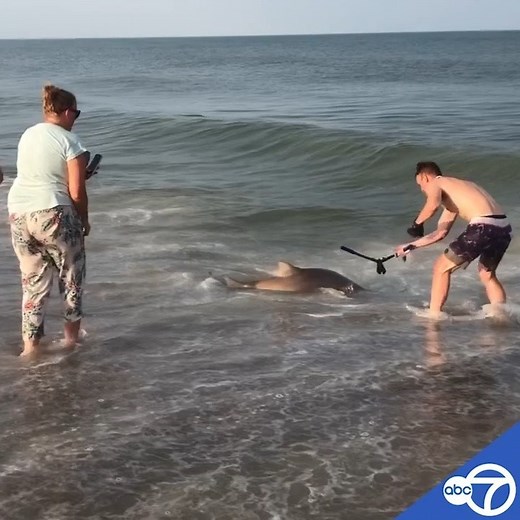 WATCH: A Sand Tiger Shark was caught off the coast of Bethany Beach in Delaware Saturday night. A pair of fishermen fought the shark for about 30 minutes before they were able to set it free. https://bit.ly/2XNTZMc | 7News DC