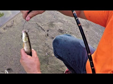 Fishing with Live Suckers and Carp on a Dried Up River!! (Big Bait)
