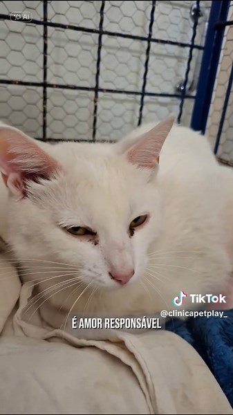 A Importância da Castração: Salve Vidas de Animais