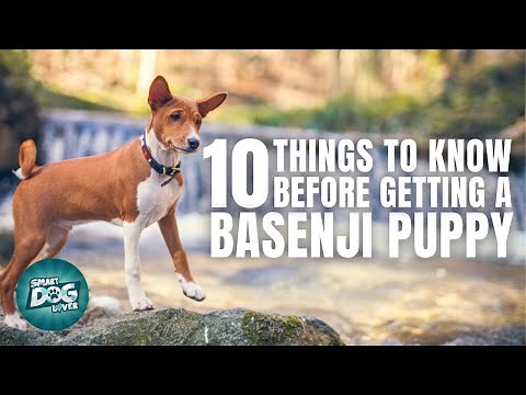 Basenji Puppies | Things to Know about Before Getting A Basenji Puppy