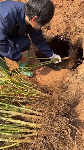 Underground tree preservation process