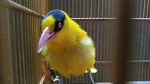 22 reactions · 12 shares | So beautiful bird singing so great | Amazing World | Facebook