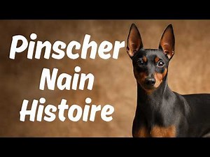 Everything You Need to Know About the Miniature Pinscher: Temperament, Health, and Expert Tips 🐾 ...