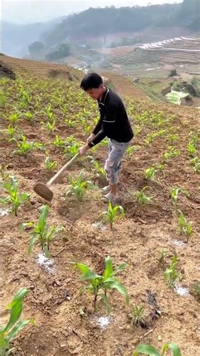 Cultivating Corn Traditional Hand Hoeing on a Hillside Farm