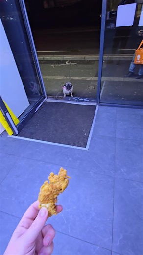 Pug Adventures: Cute Dog Moments on TikTok