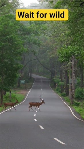 Silent Steps of the Wild 🌿🦌#short#wilds#shortsfeed#viral#trending#video#wildlife