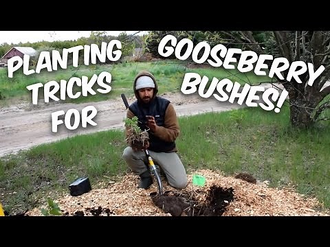 Clever Tricks for Planting and Propagating Gooseberry Bushes (and Currants)