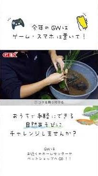 [Learn in 1 minute!] Why not try creating a medaka (Japanese rice fish) biotope at home?