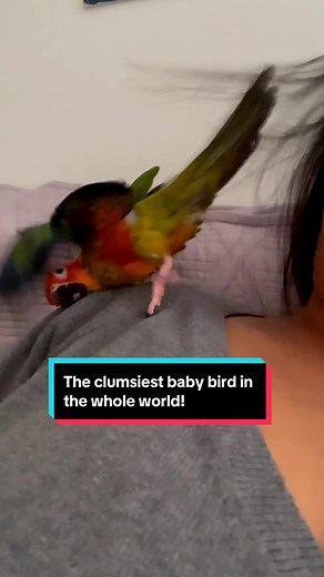 Meet Nugget: The Clumsiest Baby Bird in the Whole World