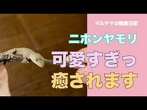 マルヤマの観察日記。ニホンヤモリ。可愛すぎっ。癒されます。#ペット #ヤモリ #ニホンヤモリ #癒し #癒される #ヒーリング #可愛い #かわいい