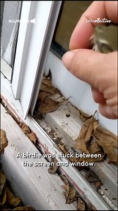 5.4M views · 11K reactions | Thank goodness for helpers like this! ✨ (Via - Judy R.) | The Pet Collective | Facebook