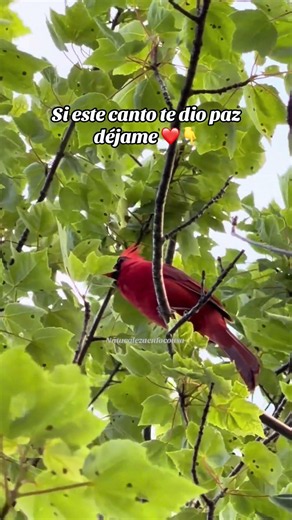 El canto de un cardenal, si te gustó suscríbete