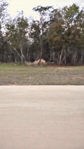 A Closer Look At Our NEW Matte Tan Jumbo Python Boots For ONLY $129.99!!🐍Available EXCLUSIVELY At TEXASBOOTRANCH.NET | Texas Boot Ranch