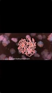 O2 and CO2 exchange in lungs#biology